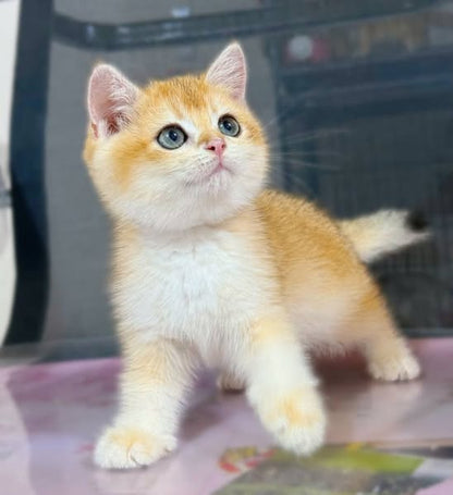 British Shorthair