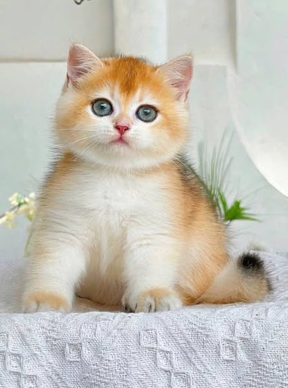 British Shorthair