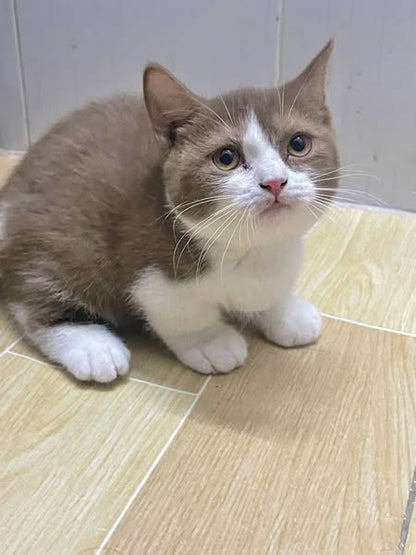 Munchkin