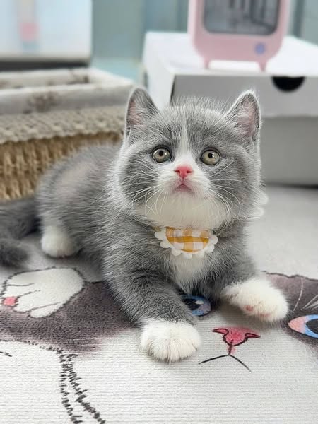 British Shorthair