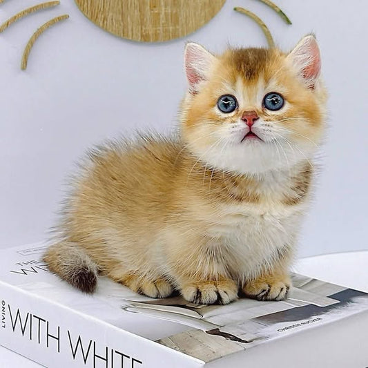Munchkin