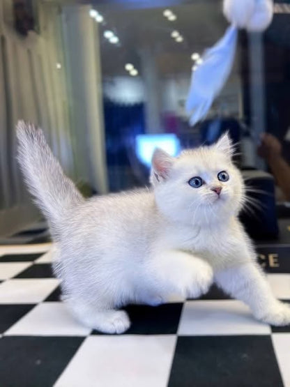 British Shorthair