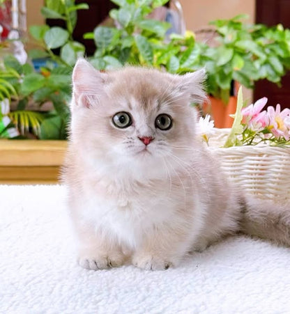 Munchkin