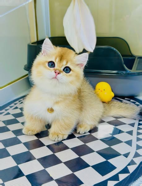 Munchkin