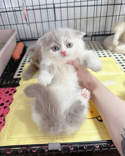 Munchkin Fold