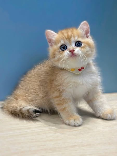 British Shorthair