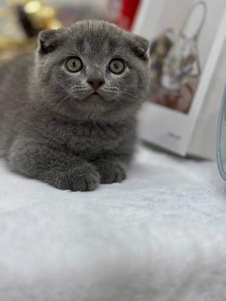Munchkin Fold