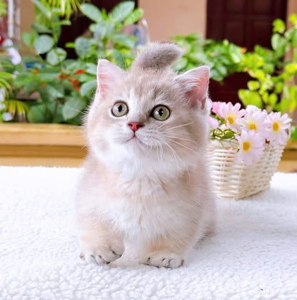 Munchkin