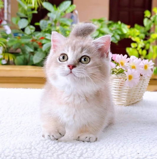 Munchkin