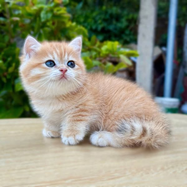 Munchkin