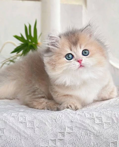 Munchkin Longhair