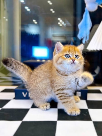British Shorthair
