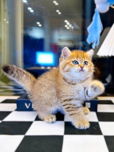 British Shorthair