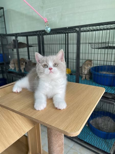 British Shorthair