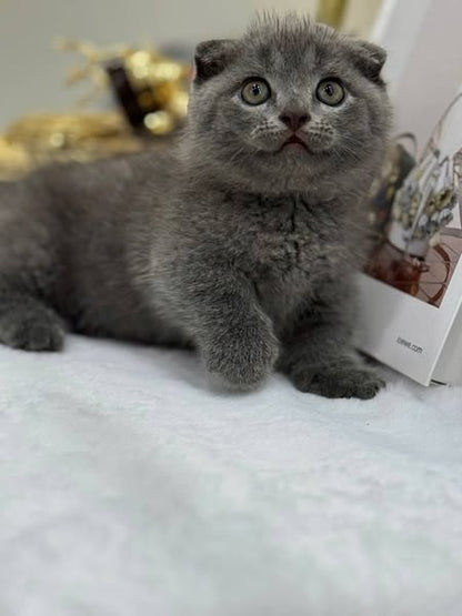 Munchkin Fold