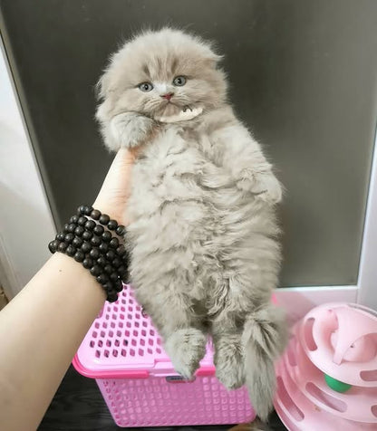 Scottish Fold Longhair