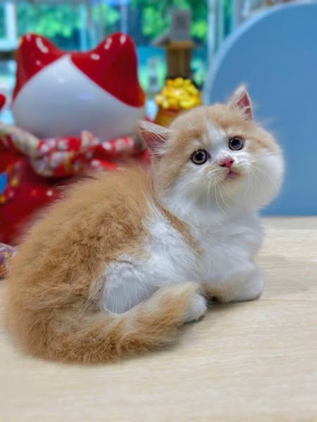 Munchkin Longhair