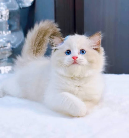 Ragdoll