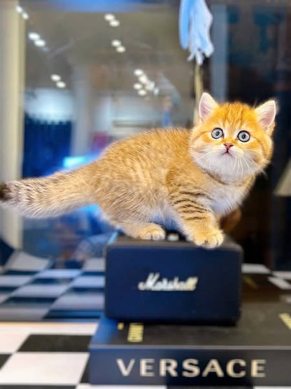 British Shorthair