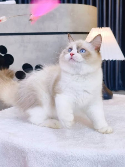 Ragdoll