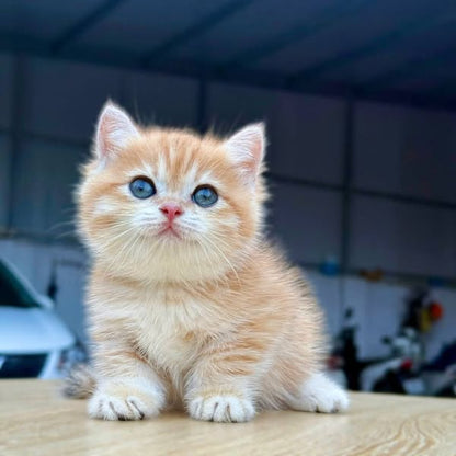 Munchkin