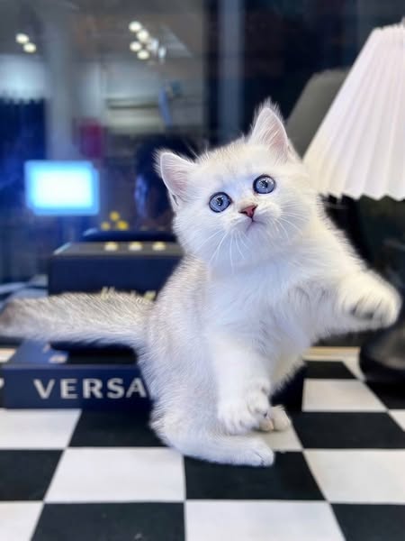 British Shorthair