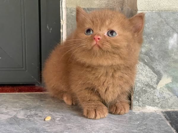 Munchkin
