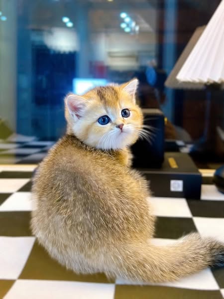 British Shorthair