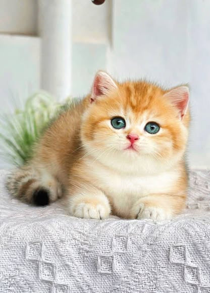 British Shorthair
