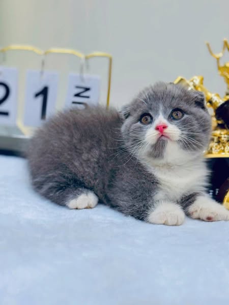 Munchkin Fold