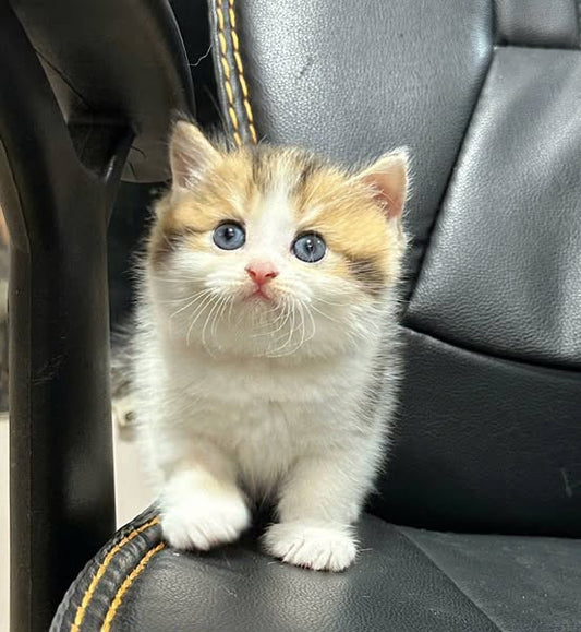 British Shorthair