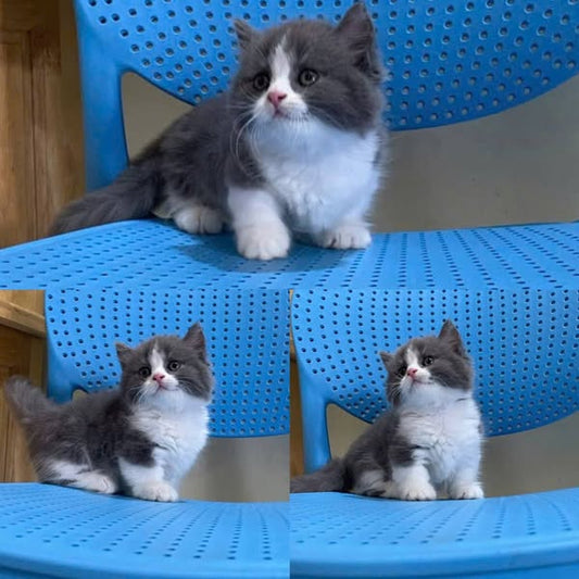 Munchkin Longhair