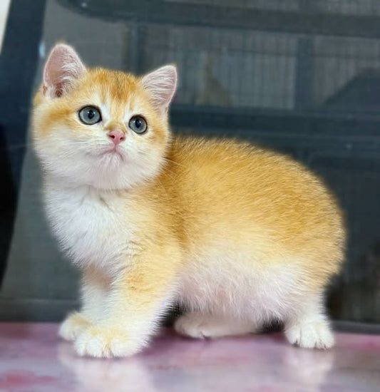 British Shorthair