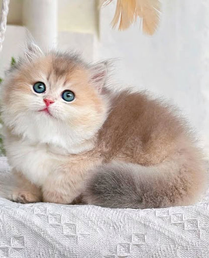 Munchkin Longhair