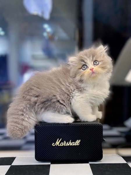 British Longhair