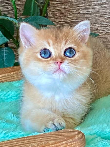 British Shorthair