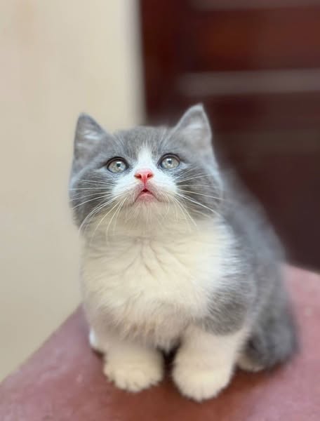 Munchkin