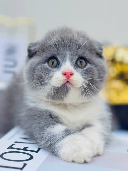 Munchkin Fold