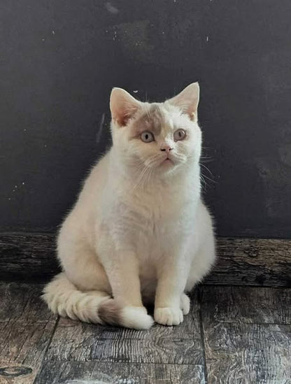 British Shorthair