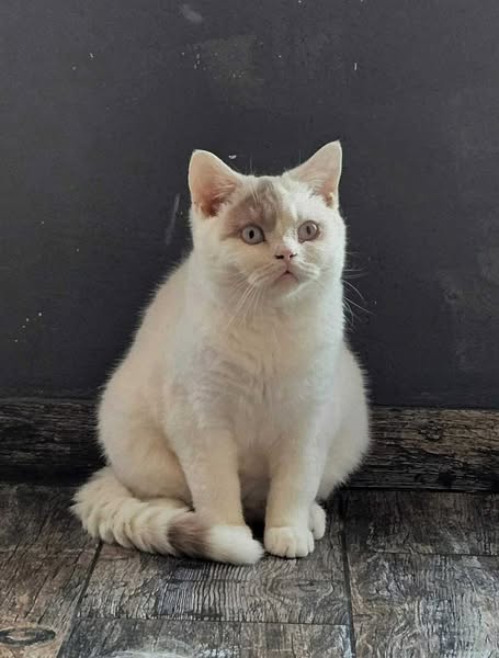 British Shorthair