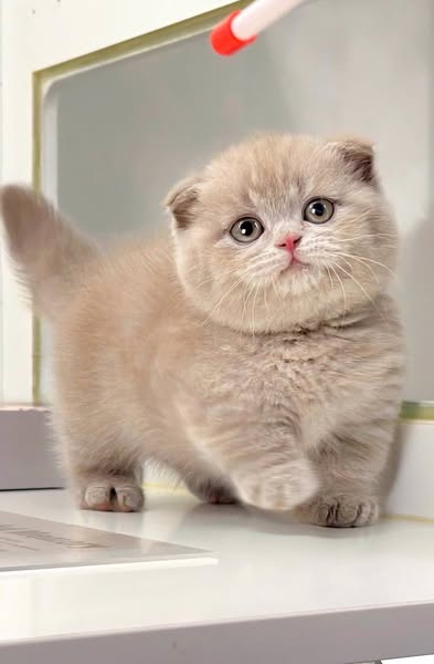 Munchkin Fold