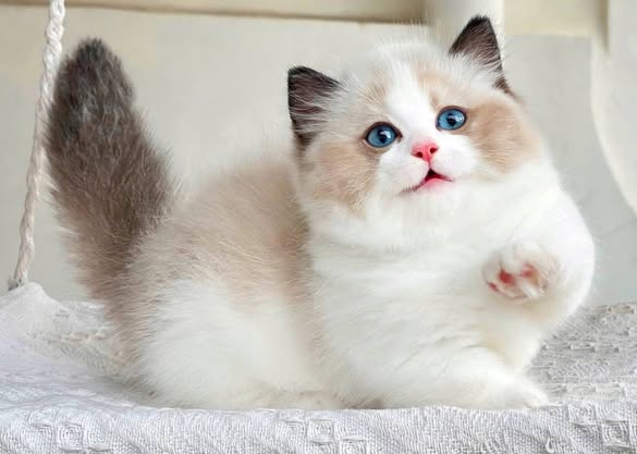 Munchkin Ragdoll