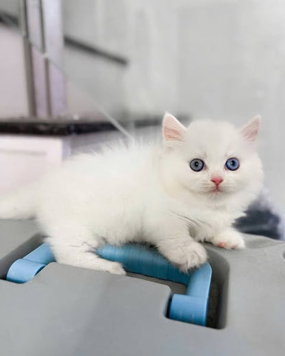 Munchkin Longhair