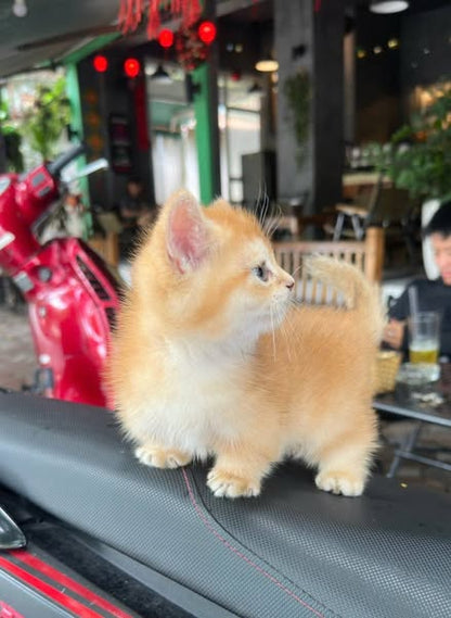 Munchkin
