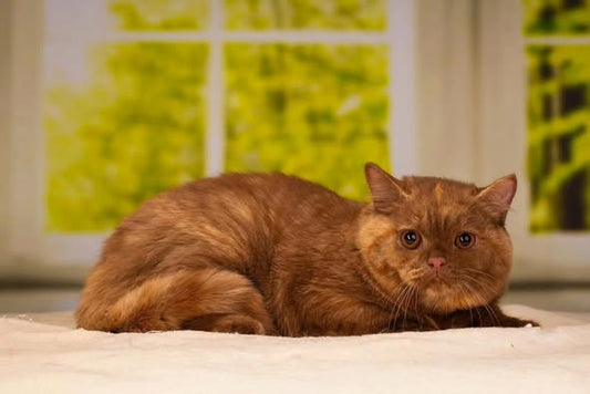 British Shorthair