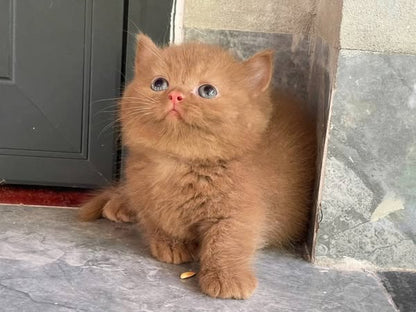 Munchkin