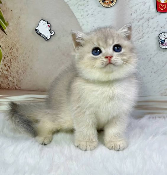 British Shorthair