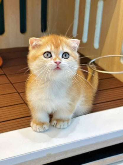 Munchkin Fold