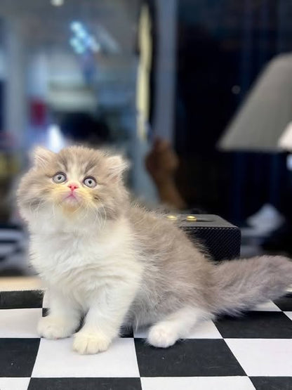 British Longhair