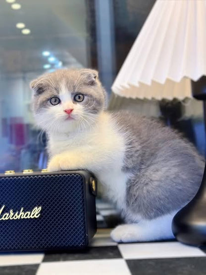 Scottish Fold